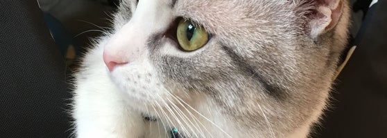 猫カフェ コックンの別荘 Pet Cafe In 海老名