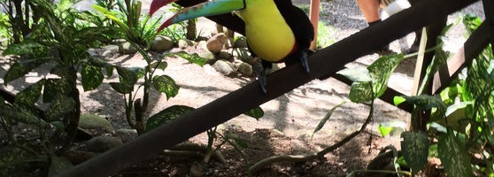 Jaguar Rescue Center - Cocles, Limón