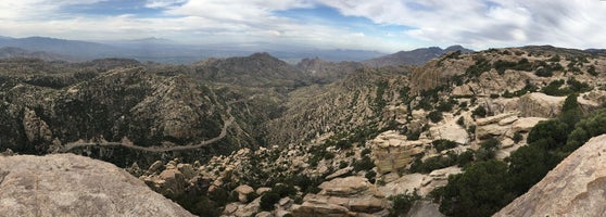 forests in tucson lost to time forests in tucson lost to time