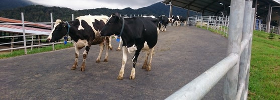 Desa Cattle (Sabah) Dairy Farm Sdn. Bhd. - Kundasang, Sabah