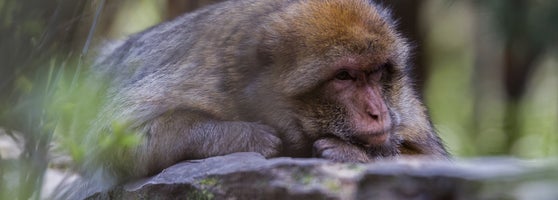 Montagne Des Singes Zoo