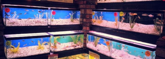 aquarium store queens