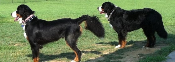 Hayfields Grand Bernese Mountain Dog Winchester De Kopek Gezdirme Alani