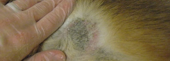 Pet Distro 22 Tips From 1587 Visitors