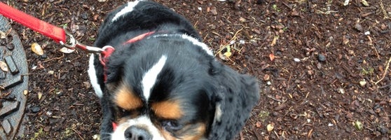 Vitamin K1 For Dogs Petsmart VitaminWalls