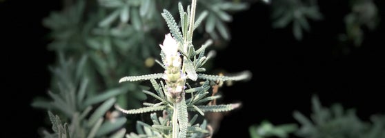 Cameron Lavender Garden - Tringkap