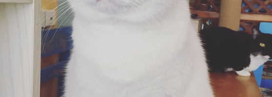 Chat Mallows Cafe 8 Tips