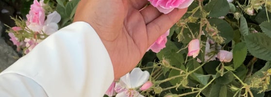 معمل الكمال للورد الطائفي 3 tips from 224 visitors