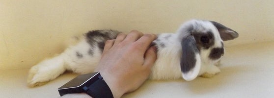 うさぎcafe おひさま Pet Cafe In 世田谷区 うさぎcafe おひさま Pet Cafe In 世田谷区