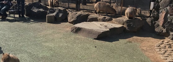 カピバラ虹の広場 富戸1317 13 カピバラ虹の広場 富戸1317 13