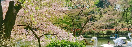 井の頭恩賜公園 Inokashira Park 武蔵野 御殿山1 18 31