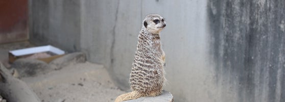 智光山公園こども動物園 Zoo In 狭山市