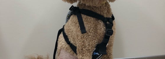 The Animal Medical Center - Upper East Side - New York, NY