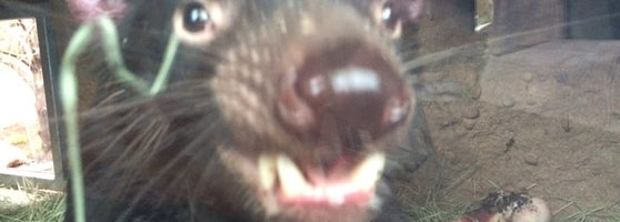 Tasmanian Devil Exhibit - Balboa Park - 3 tips from 93 visitors