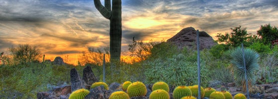 Desert Botanical Garden Camelback East Phoenix Az