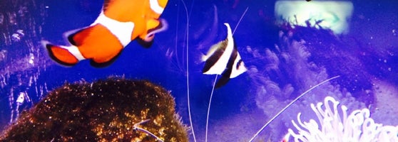 すみえファミリー水族館 延岡市 宮崎県 すみえファミリー水族館 延岡市 宮崎県