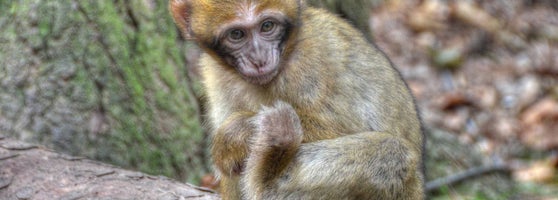 Montagne Des Singes Zoo
