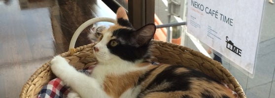 Neko Cafe Time 3 Tips