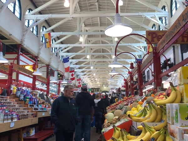 Java Moose - Image 3