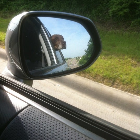 Snoopy's Dog House Pet Service in Watauga