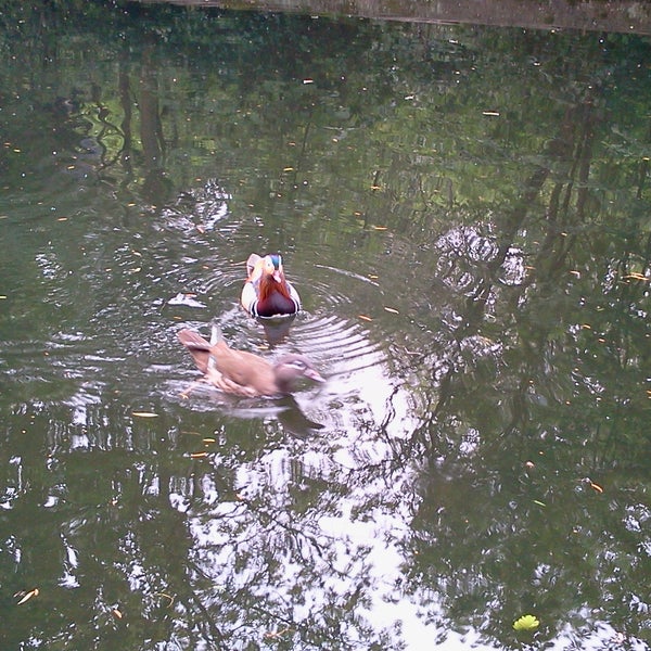 Morning beauties bathing in the Regent's Canal ... behind the Zoo on the way to Holiday Inn Camden Lock!