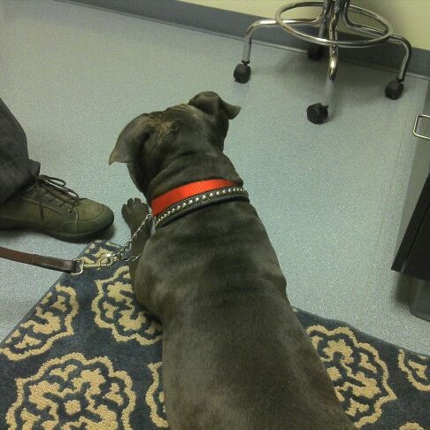 Photo taken at Lien Animal Clinic by Tessa E. on 12/2/2011