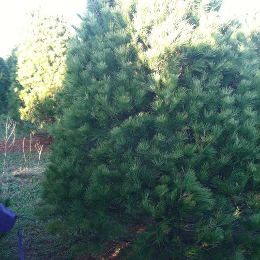 Blue Heron Christmas Tree Farm Centreville, MD