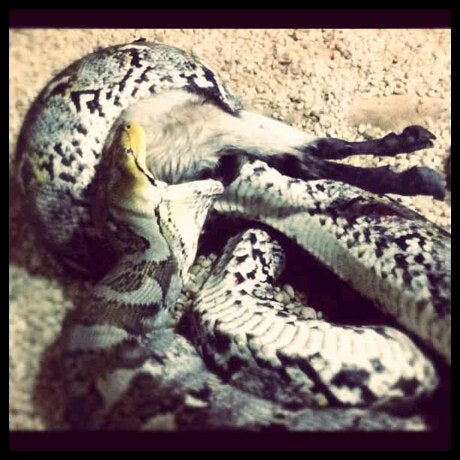 Foto tirada no(a) Reptilia por Michee L. em 8/8/2011