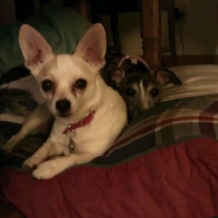 pet supplies plus harper's point