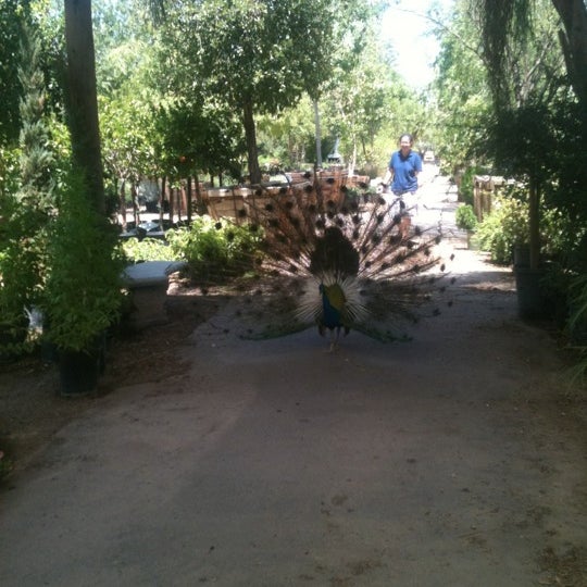 Photos At Whitfill Nursery Camelback East Phoenix Az Photo Taken At Whitfill Nursery By Meg On 8 7 2017