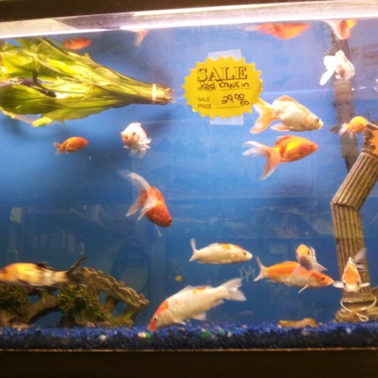 Petland Discounts Ozone Park 2 Tips