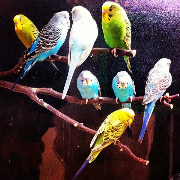 PetSmart Pet Supplies Store in Danvers