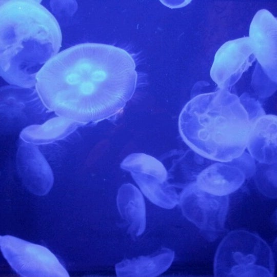 8/9/2012にKatelyn A.がOklahoma Aquariumで撮った写真