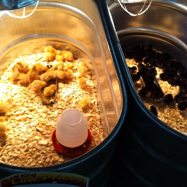 Rural King Powderly Ky