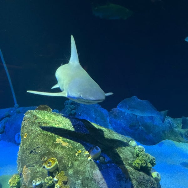 Photo taken at New York Aquarium by Lara Z. on 6/26/2022