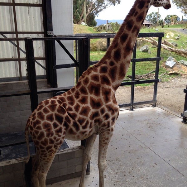 Foto scattata a Wellington Zoo da Kerry P. il 12/4/2013