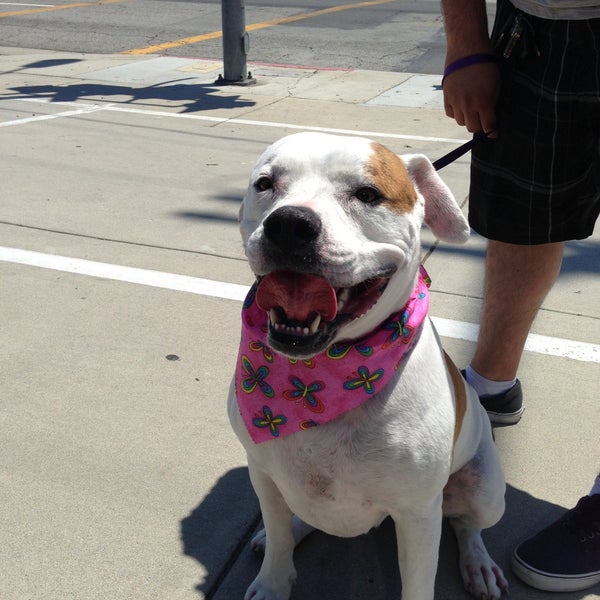 Heavenly Pet Resort Hotel