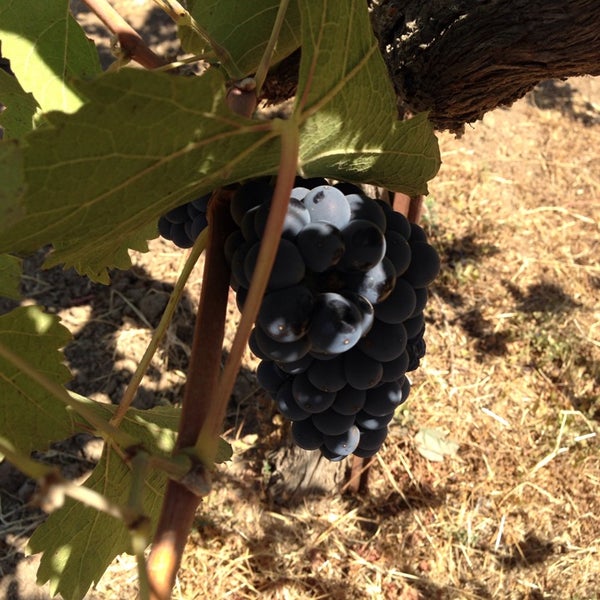 8/23/2014にDarrell R.がQuivira Vineyards and Wineryで撮った写真
