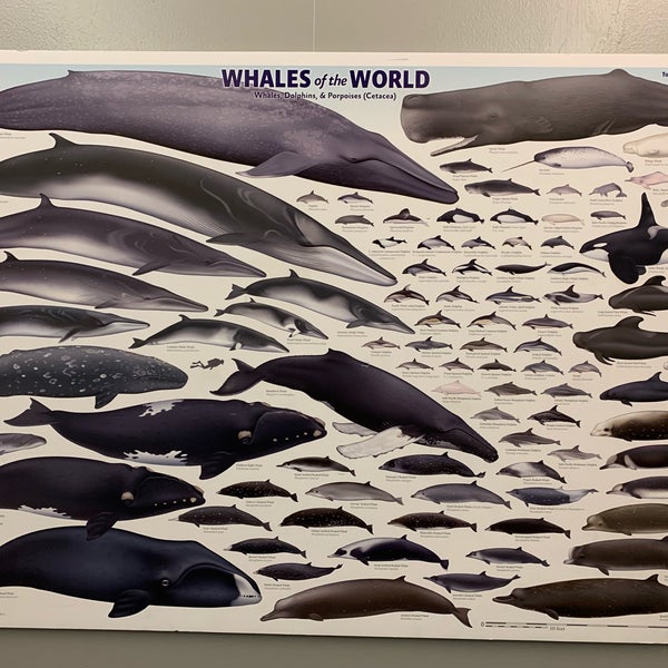 Foto scattata a New Bedford Whaling Museum da Vladimir Y. il 1/5/2019