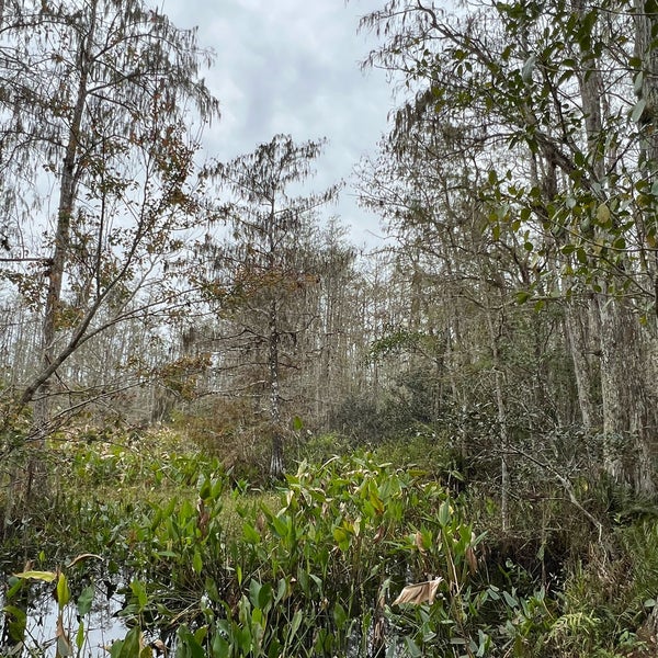 Photo taken at Audubon&#39;s Corkscrew Swamp Sanctuary by Vladimir Y. on 12/26/2022