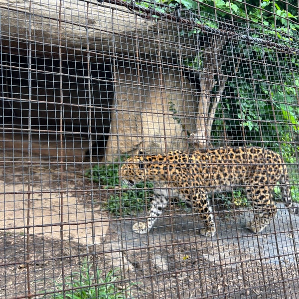8/12/2023 tarihinde Vladimir Y.ziyaretçi tarafından Saint Louis Zoo'de çekilen fotoğraf