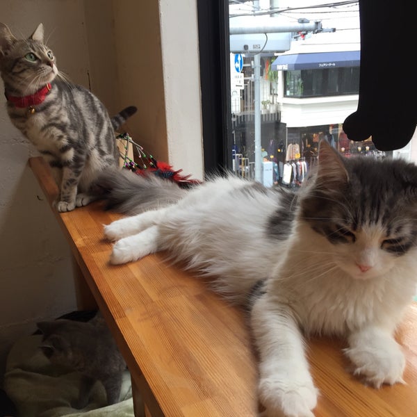 Fotos En 猫喫茶 空陸家 自由が丘店 Cafe Para Mascotas