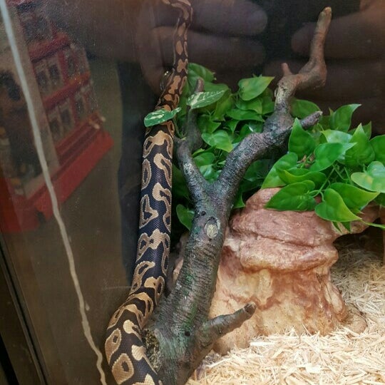 petsmart boa constrictor