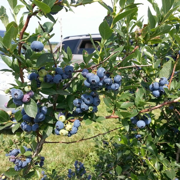 The Berry Farmer E10222 Hoot Owl Valley Rd