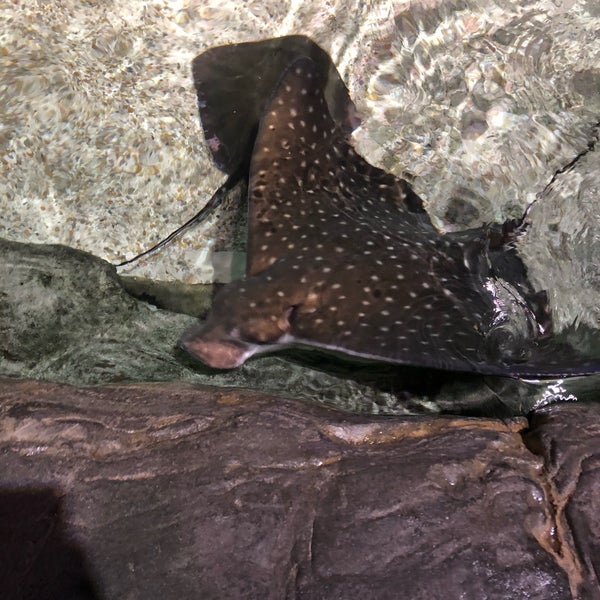 8/24/2018 tarihinde Daniel P.ziyaretçi tarafından Ripley&#39;s Aquarium'de çekilen fotoğraf