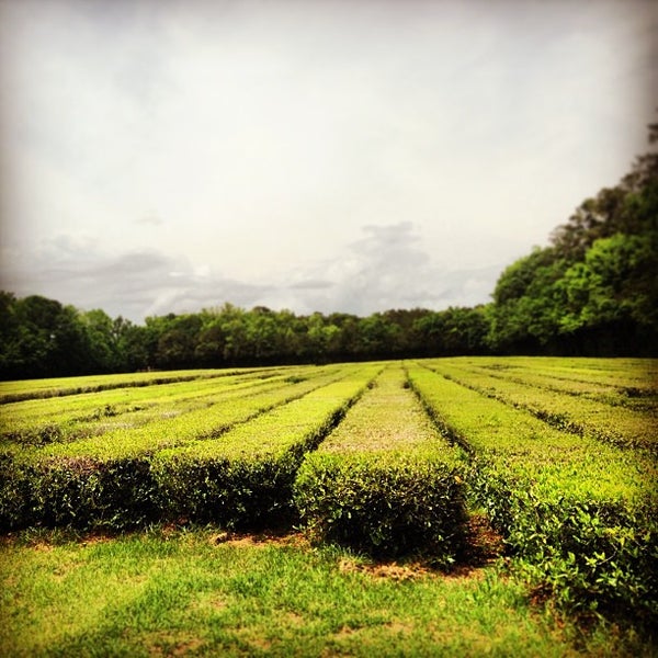 4/28/2013 tarihinde Keiko U.ziyaretçi tarafından Charleston Tea Plantation'de çekilen fotoğraf
