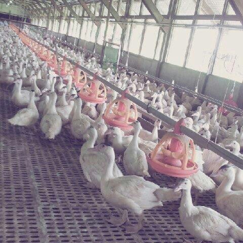 Pusat Pembiakan Itik Paya Jaras Hilir