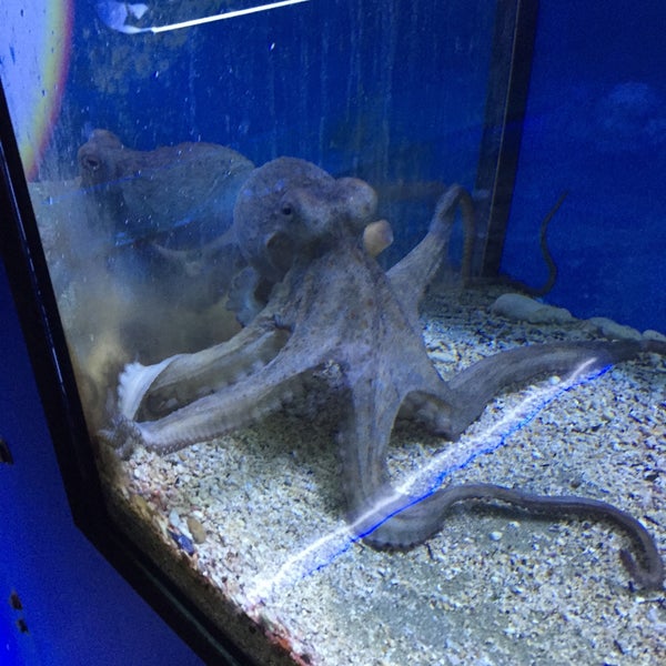 Aquarium Umag 17 visitatori