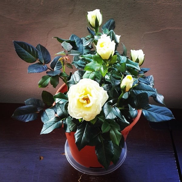 Chip Seng Trading Hardware Store