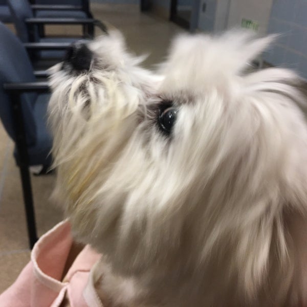 Photo taken at The Animal Medical Center by Janet S. on 2/7/2018